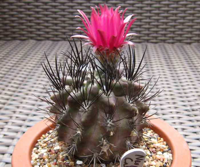 Eriosyce taltalensis subsp. pilispina (syn. Neoporteria calderana, Pyrrhocactus pilispinus)